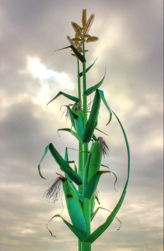 GiantCornStalk