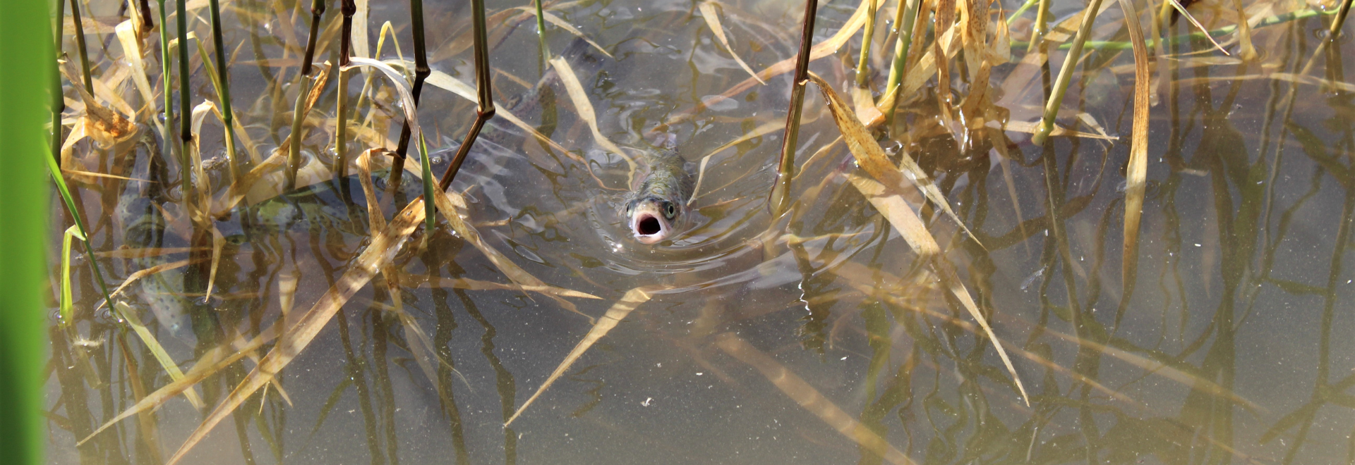 Trout Pond Fish- Banner